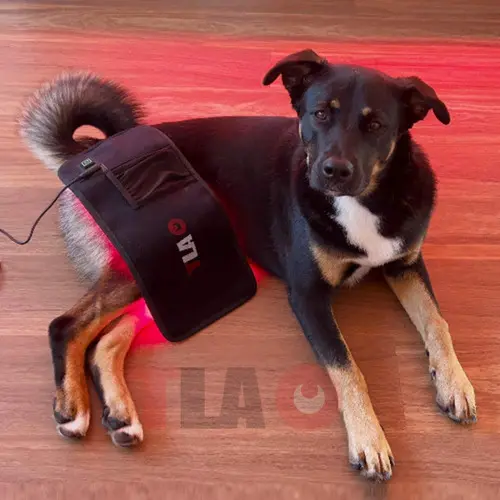 Pictured is a TLA Pad 2 LED infrared light pad for dogs, horses, cats and humans, currently being used by a dog.